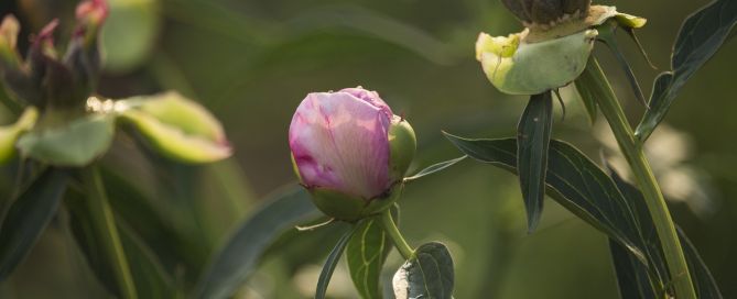 Reverse aging and fertility